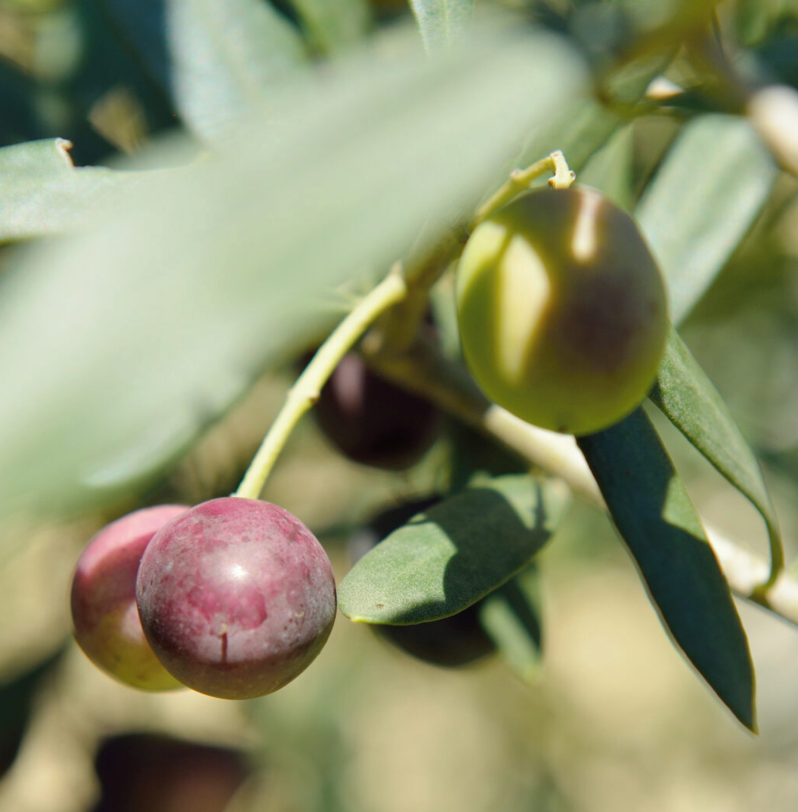 Olio d'oliva - Padula - 100ml